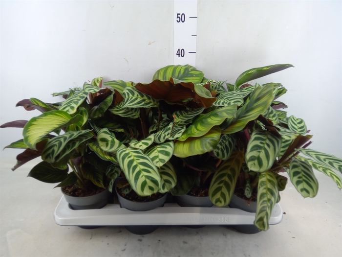 <h4>Calathea   ...mix</h4>