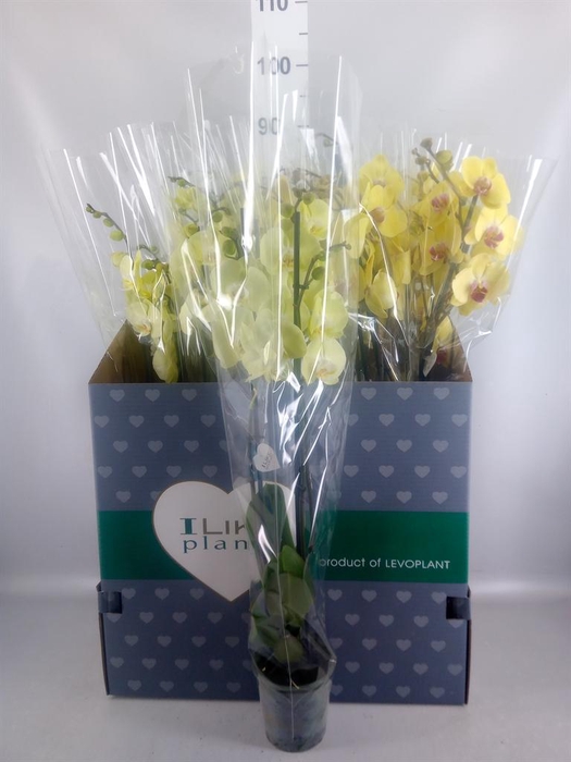 <h4>Phalaenopsis   ...yellow</h4>