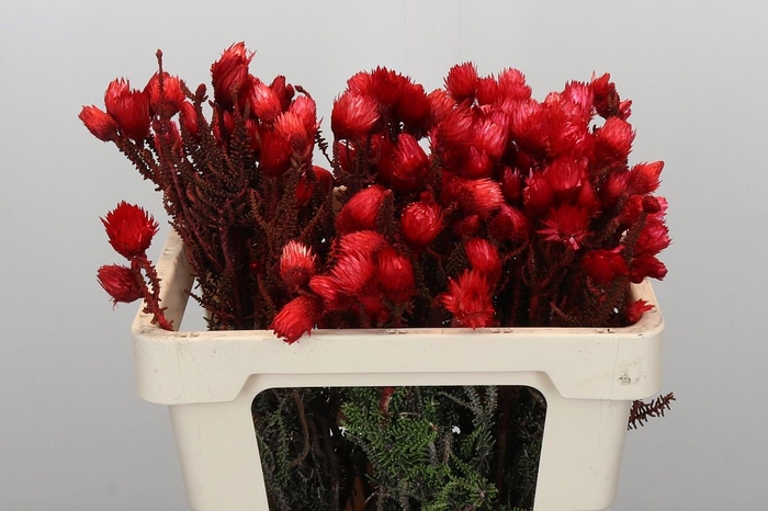 <h4>Kaaps Groen Phaenocoma Red</h4>