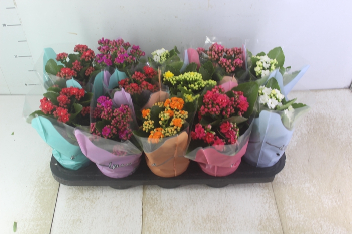 <h4>KALANCHOE DOBRADO P11</h4>