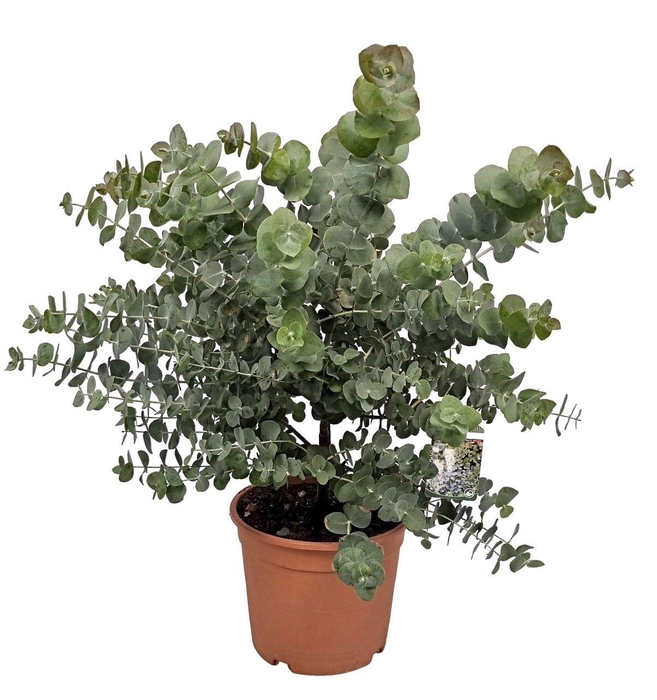 <h4>Eucalyptus Silver Dollar Bush</h4>