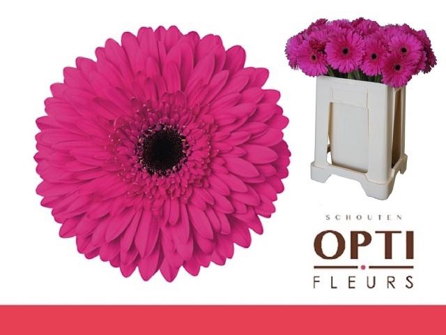 <h4>GE GR MADEIRA</h4>