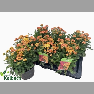 ACHI MILLEFOLIUM