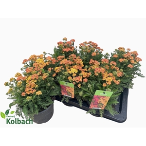 ACHI MILLEFOLIUM