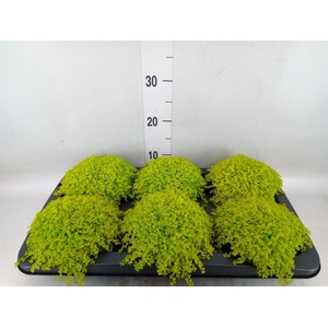 Soleirolia soleirolii 'Aurea'