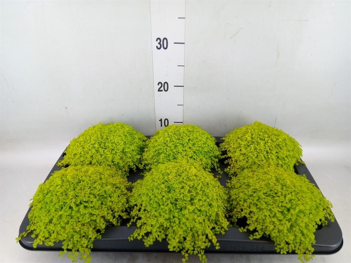 <h4>Soleirolia soleirolii 'Aurea'</h4>