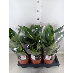 Alocasia amazonica 'Polly'