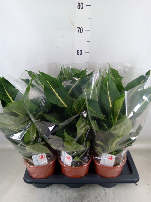 <h4>Alocasia amazonica 'Polly'</h4>