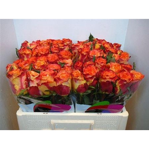 R Gr Silantoi@ (big)