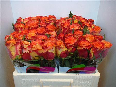 <h4>R Gr Silantoi@ (big)</h4>