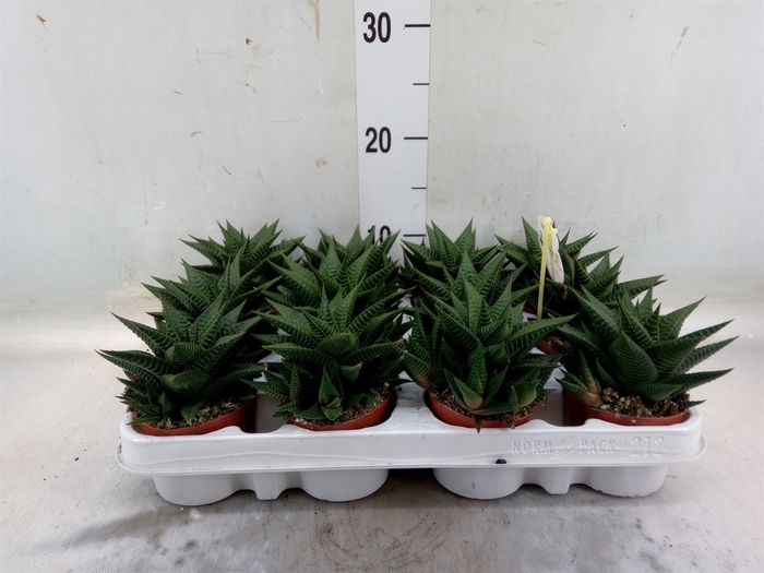 <h4>Haworthia limifolia</h4>