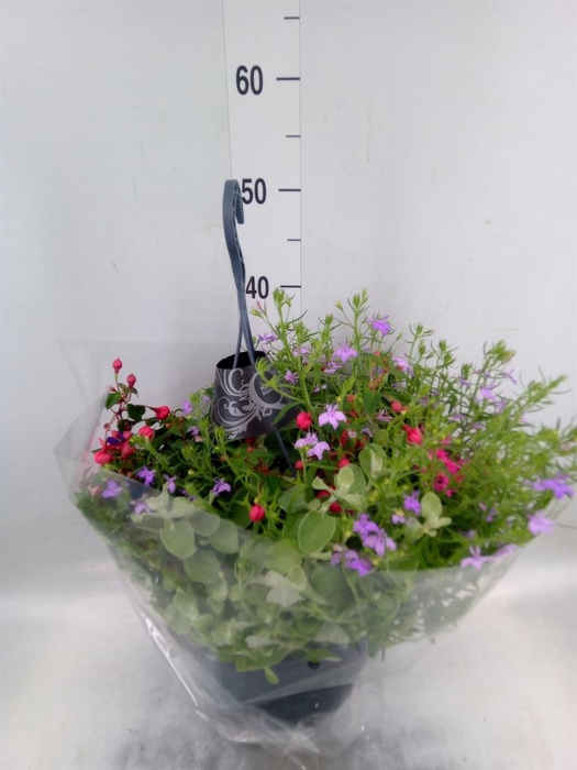 <h4>Hanging plant   ...</h4>