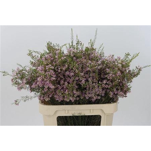 Chamelauc Umbrella Pink