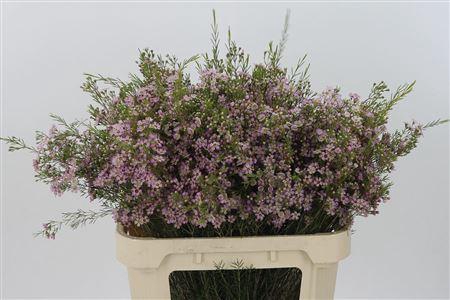 <h4>Chamelauc Umbrella Pink</h4>