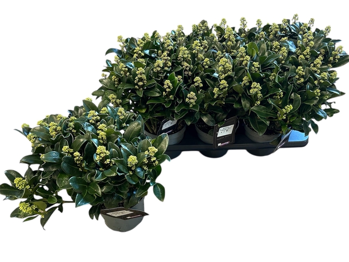 <h4>SKIM JA WHITE MARIA</h4>