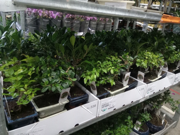 <h4>Bonsai   ...mix</h4>