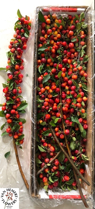 <h4>MALUS RED SENTINEL</h4>