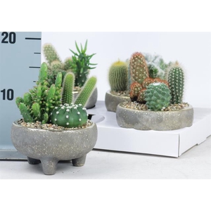 CACTUS OV