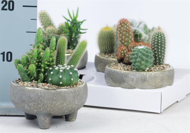 <h4>CACTUS OV</h4>