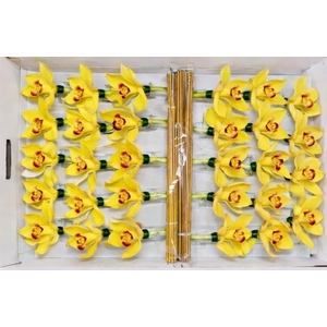 CYMB Stok 50 cm YELLOW