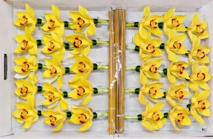 <h4>CYMB Stok 50 cm YELLOW</h4>