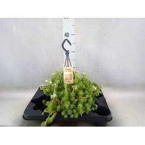 Sedum   ...
