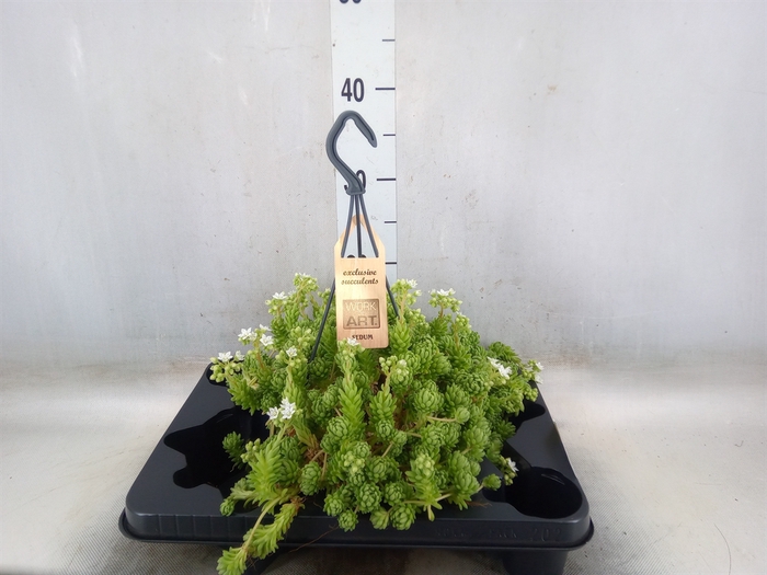 <h4>Sedum   ...</h4>