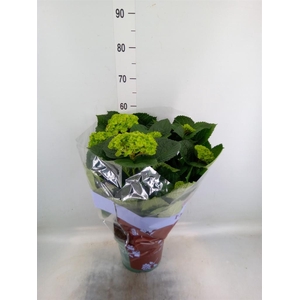 Hydrangea mac. 'Magical Amethyst'