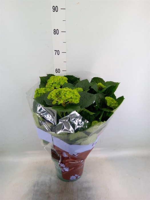 <h4>Hydrangea mac. 'Magical Amethyst'</h4>