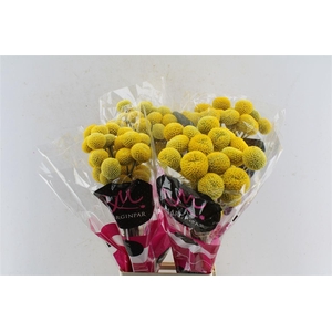 Craspedia Paintball Pop Xxl