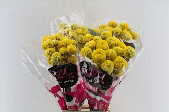 <h4>Craspedia Paintball Pop Xxl</h4>