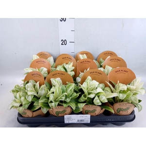 Philodendron   ...