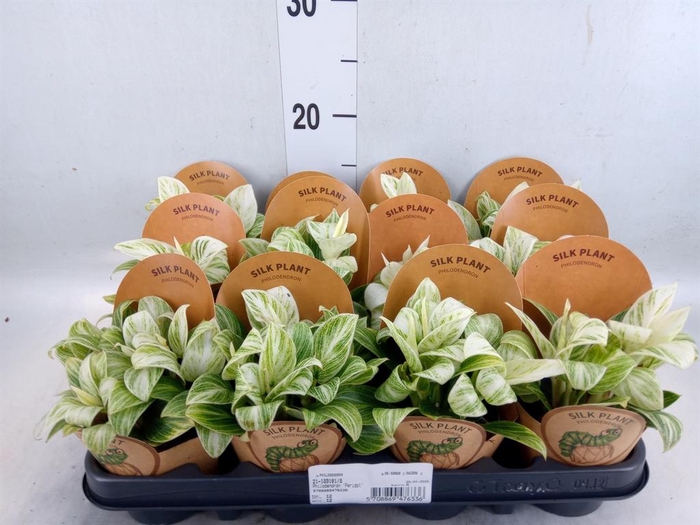 <h4>Philodendron   ...</h4>