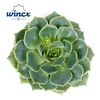 Echeveria Ramilette Cutflower Wincx-5cm