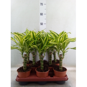 Dracaena frag. 'Yellow Coast'