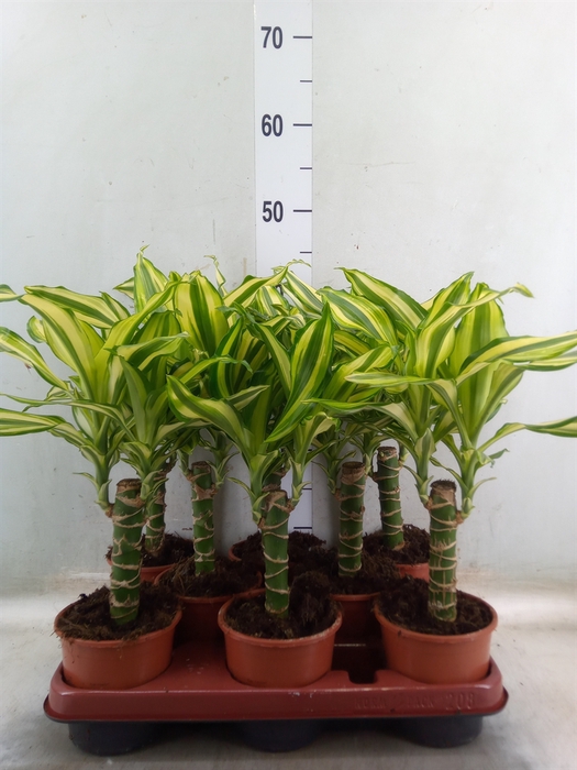 <h4>Dracaena frag. 'Yellow Coast'</h4>
