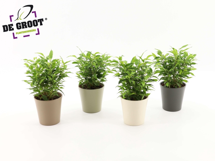 <h4>Ficus Natasja clumb in keramiek</h4>
