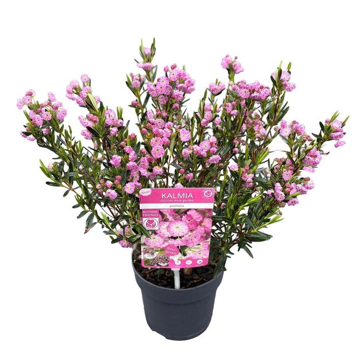 <h4>Kalmia Rubra</h4>