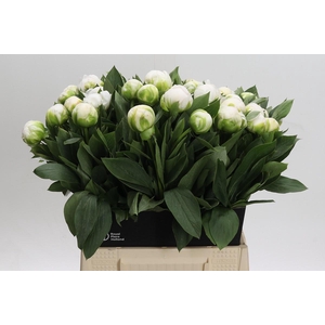 Paeonia Madame Claude Tain