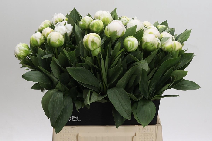 <h4>Paeonia Madame Claude Tain</h4>