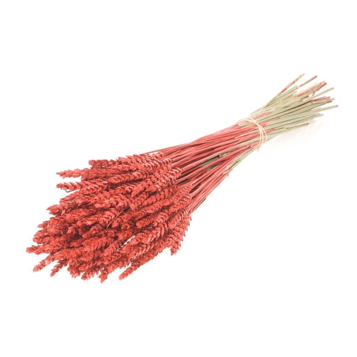 <h4>Tarwe red red glitter</h4>