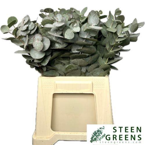 <h4>EUCA CINEREA</h4>