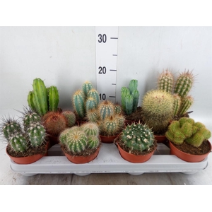 Cactus   ...mix