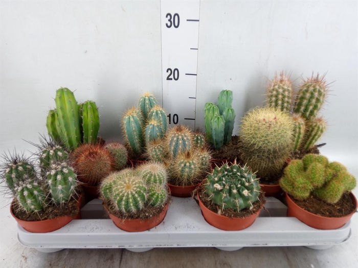 <h4>Cactus ...mix</h4>