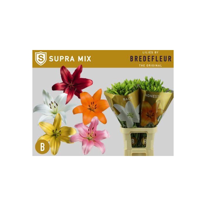 <h4>Li La Gem In Fust</h4>