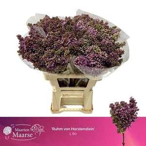 Syr Ruhm Von Horstenstein 4+