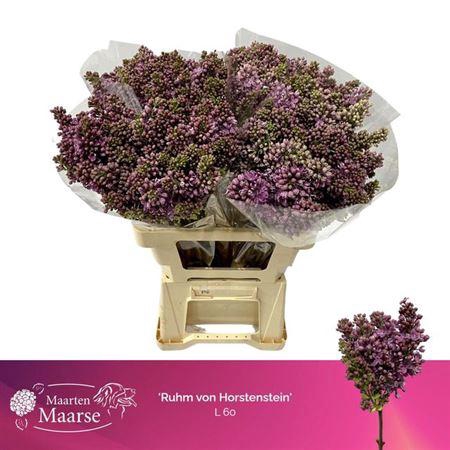 <h4>Syr Ruhm Von Horstenstein 4+</h4>