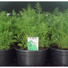 Anethum graveolens