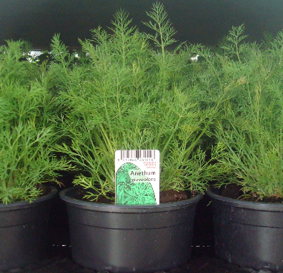 Anethum graveolens