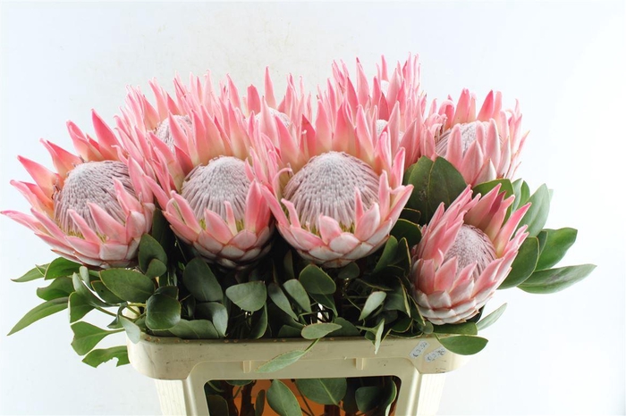 <h4>Protea Cynaroides</h4>